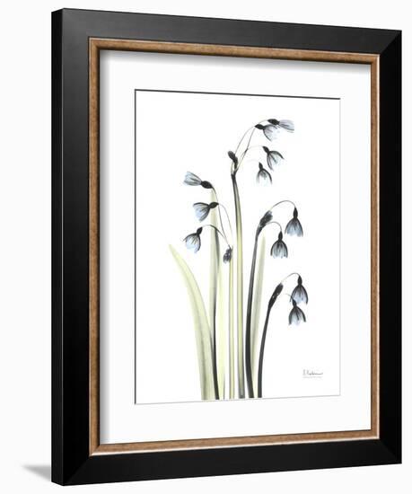 Snowdrop Galanthus-Albert Koetsier-Framed Art Print