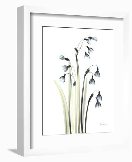 Snowdrop Galanthus-Albert Koetsier-Framed Art Print