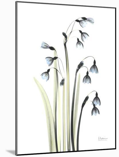 Snowdrop Galanthus-Albert Koetsier-Mounted Art Print