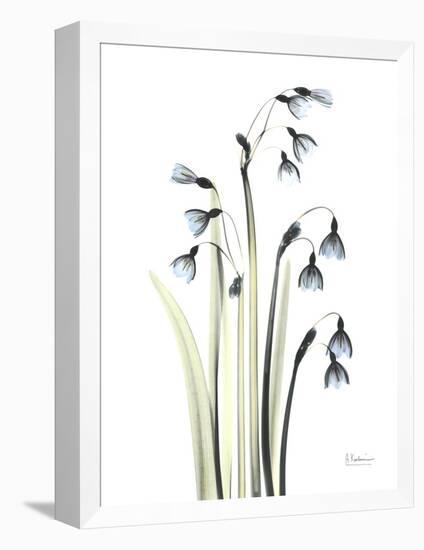 Snowdrop Galanthus-Albert Koetsier-Framed Stretched Canvas