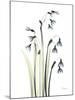 Snowdrop Galanthus-Albert Koetsier-Mounted Premium Giclee Print
