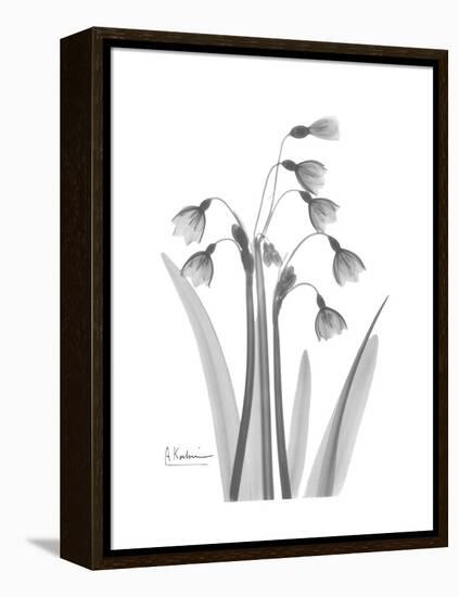 Snowdrop Gray-Albert Koetsier-Framed Stretched Canvas