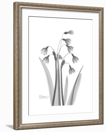 Snowdrop Gray-Albert Koetsier-Framed Premium Giclee Print
