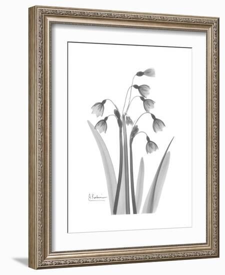 Snowdrop Gray-Albert Koetsier-Framed Premium Giclee Print