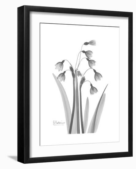 Snowdrop Gray-Albert Koetsier-Framed Premium Giclee Print