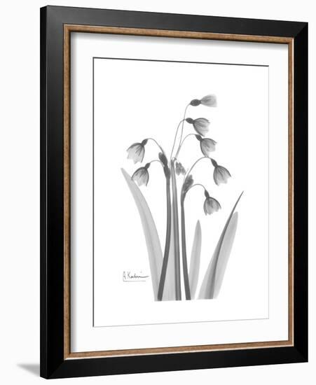 Snowdrop Gray-Albert Koetsier-Framed Premium Giclee Print