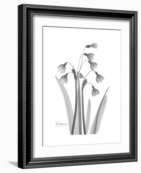 Snowdrop Gray-Albert Koetsier-Framed Premium Giclee Print