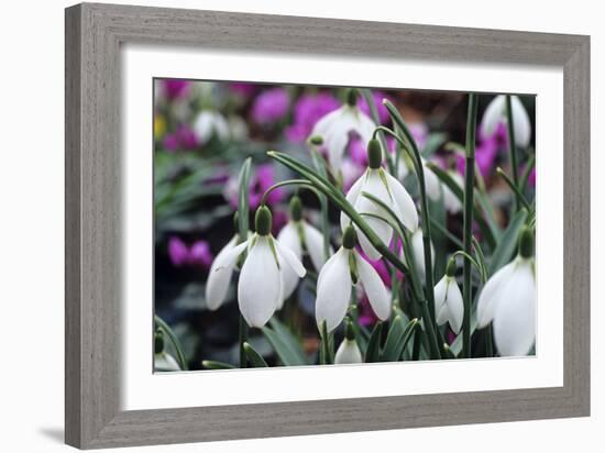 Snowdrop 'Oliver Wyatt's Giant' Flowers-Adrian Thomas-Framed Photographic Print