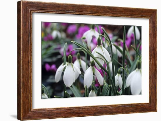 Snowdrop 'Oliver Wyatt's Giant' Flowers-Adrian Thomas-Framed Photographic Print