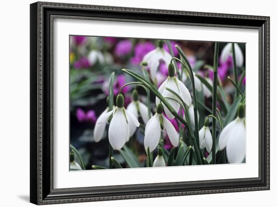 Snowdrop 'Oliver Wyatt's Giant' Flowers-Adrian Thomas-Framed Photographic Print