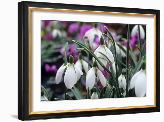 Snowdrop 'Oliver Wyatt's Giant' Flowers-Adrian Thomas-Framed Photographic Print