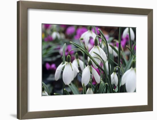 Snowdrop 'Oliver Wyatt's Giant' Flowers-Adrian Thomas-Framed Photographic Print