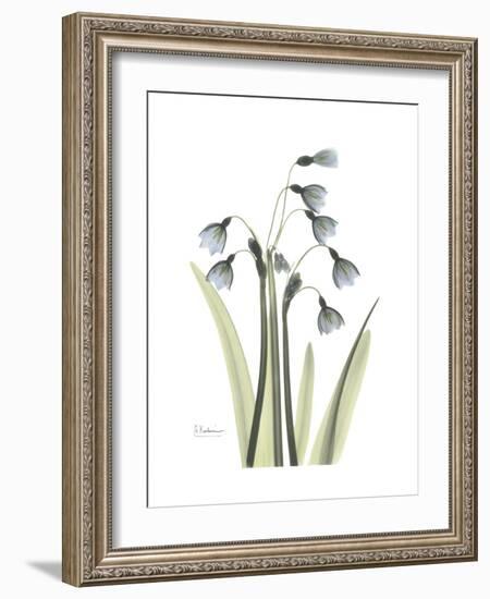 Snowdrop Portrait-Albert Koetsier-Framed Premium Giclee Print