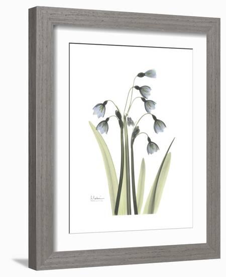 Snowdrop Portrait-Albert Koetsier-Framed Premium Giclee Print