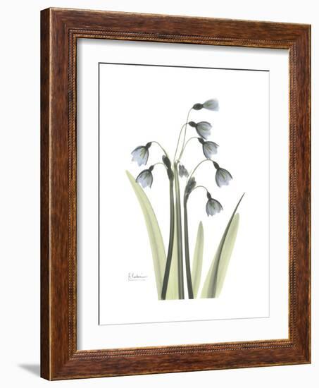 Snowdrop Portrait-Albert Koetsier-Framed Premium Giclee Print