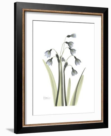 Snowdrop Portrait-Albert Koetsier-Framed Premium Giclee Print