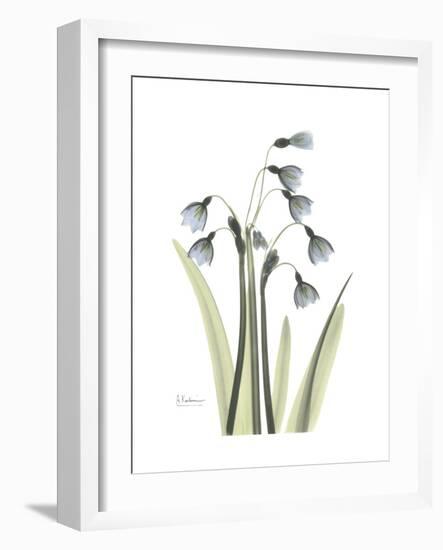 Snowdrop Portrait-Albert Koetsier-Framed Premium Giclee Print