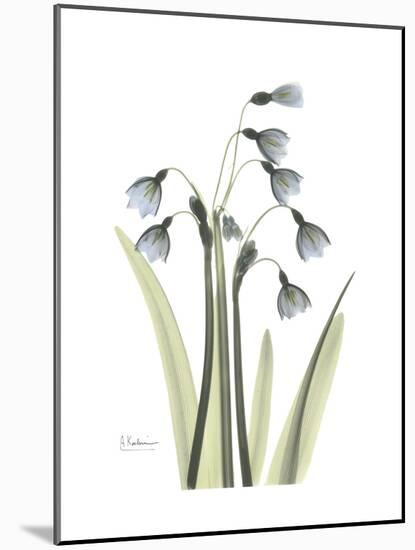 Snowdrop Portrait-Albert Koetsier-Mounted Premium Giclee Print