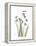 Snowdrop Portrait-Albert Koetsier-Framed Stretched Canvas