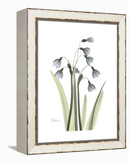 Snowdrop Portrait-Albert Koetsier-Framed Stretched Canvas