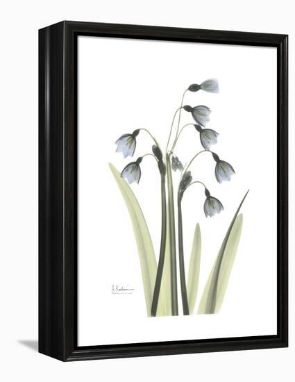 Snowdrop Portrait-Albert Koetsier-Framed Stretched Canvas