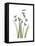 Snowdrop Portrait-Albert Koetsier-Framed Stretched Canvas