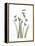 Snowdrop Portrait-Albert Koetsier-Framed Stretched Canvas