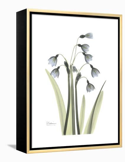 Snowdrop Portrait-Albert Koetsier-Framed Stretched Canvas