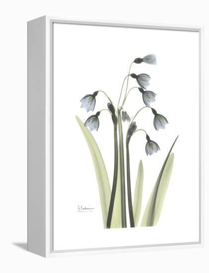 Snowdrop Portrait-Albert Koetsier-Framed Stretched Canvas