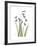 Snowdrop Portrait-Albert Koetsier-Framed Premium Giclee Print