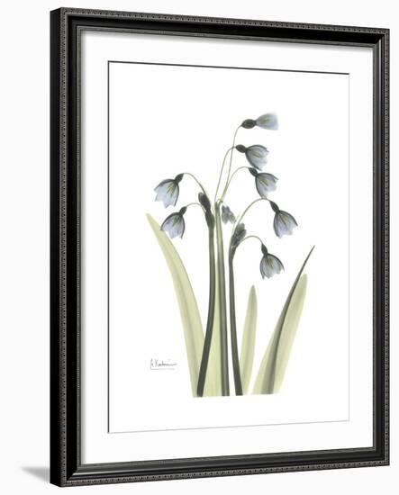 Snowdrop Portrait-Albert Koetsier-Framed Premium Giclee Print