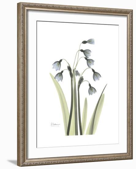 Snowdrop Portrait-Albert Koetsier-Framed Premium Giclee Print