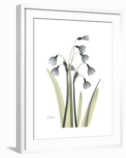 Snowdrop Portrait-Albert Koetsier-Framed Premium Giclee Print