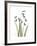 Snowdrop Portrait-Albert Koetsier-Framed Premium Giclee Print