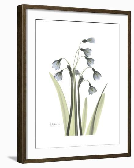 Snowdrop Portrait-Albert Koetsier-Framed Premium Giclee Print