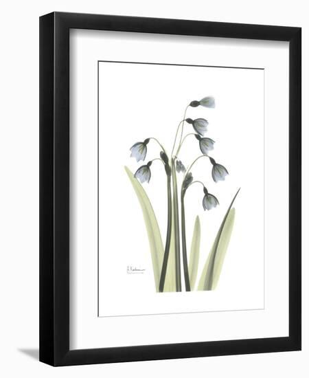 Snowdrop Portrait-Albert Koetsier-Framed Premium Giclee Print