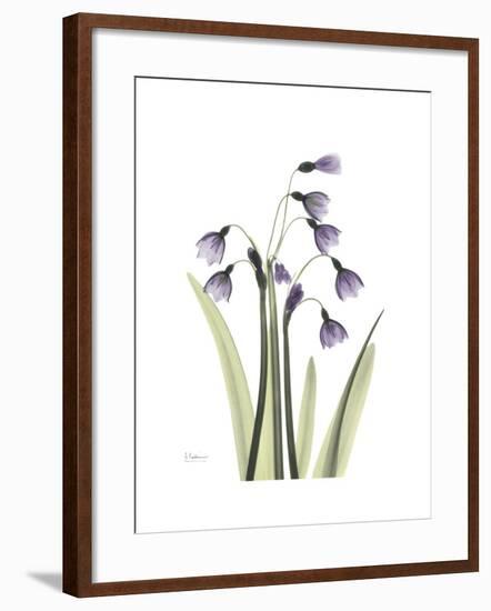 Snowdrop Portrait-Albert Koetsier-Framed Premium Giclee Print