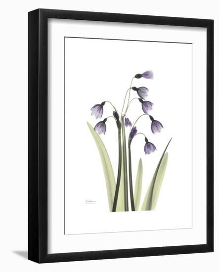 Snowdrop Portrait-Albert Koetsier-Framed Premium Giclee Print