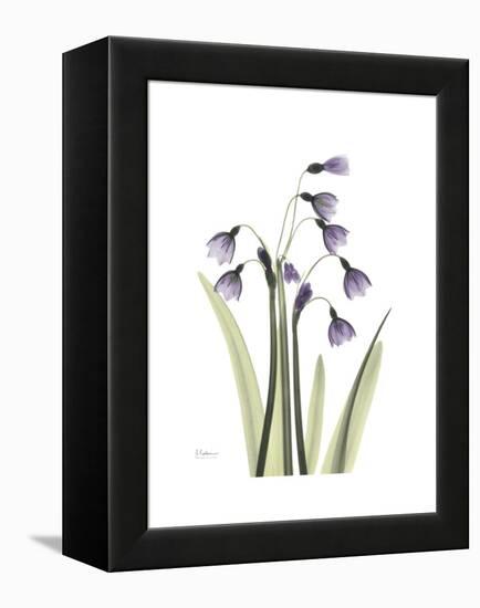 Snowdrop Portrait-Albert Koetsier-Framed Stretched Canvas