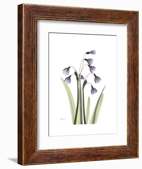 Snowdrop Portrait-Albert Koetsier-Framed Premium Giclee Print