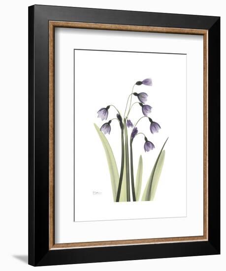 Snowdrop Portrait-Albert Koetsier-Framed Premium Giclee Print