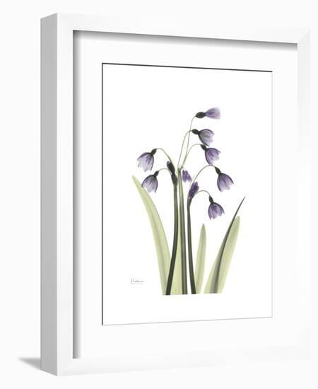 Snowdrop Portrait-Albert Koetsier-Framed Premium Giclee Print