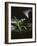 Snowdrop / Slate, 1995-Norman Hollands-Framed Photographic Print