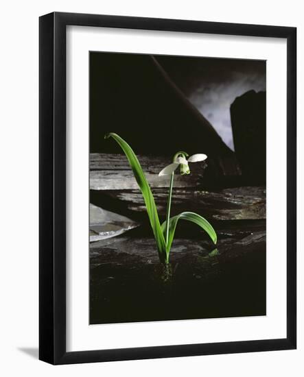 Snowdrop / Slate, 1995-Norman Hollands-Framed Photographic Print