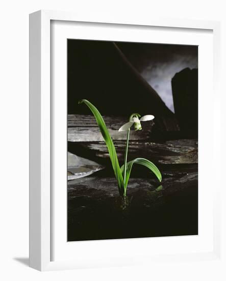 Snowdrop / Slate, 1995-Norman Hollands-Framed Photographic Print