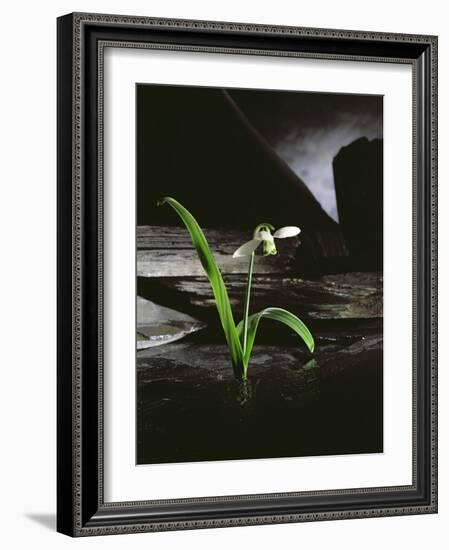 Snowdrop / Slate, 1995-Norman Hollands-Framed Photographic Print