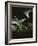 Snowdrop / Slate, 1995-Norman Hollands-Framed Photographic Print