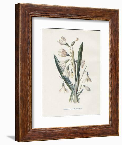 Snowdrop & Snowflake-Gwendolyn Babbitt-Framed Art Print