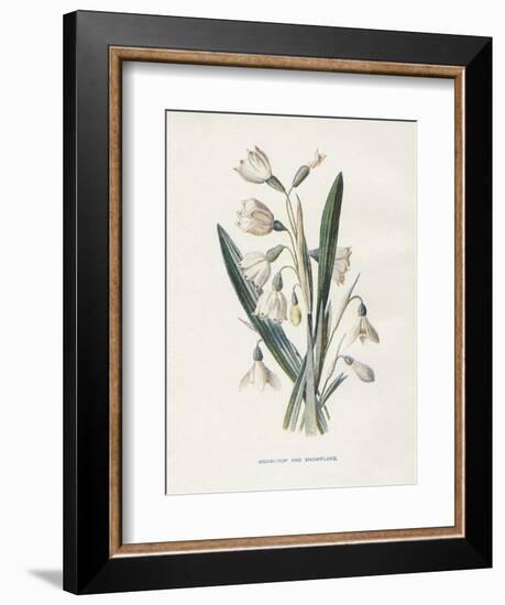 Snowdrop & Snowflake-Gwendolyn Babbitt-Framed Art Print