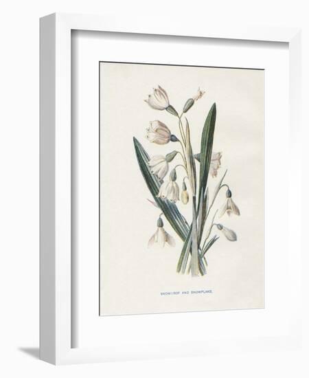 Snowdrop & Snowflake-Gwendolyn Babbitt-Framed Art Print